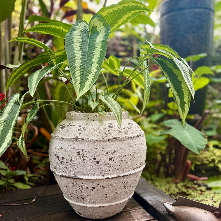 Terra Pot by Ocean Luxe