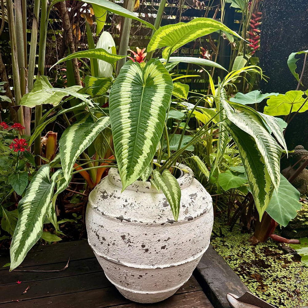 Terra Pot with plant by Ocean Luxe